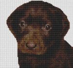 (image for) Chocolate Labrador Retriever Puppy